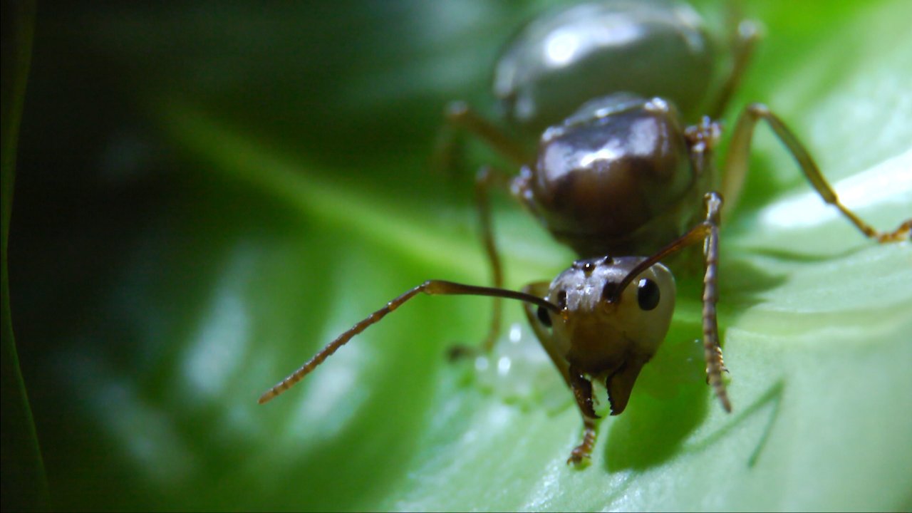 Green Tree Ants Friend or Foe