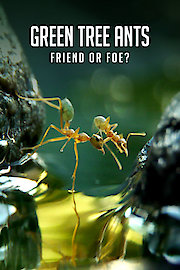 Green Tree Ants Friend or Foe