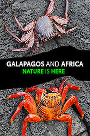 Galapagos and Africa, Nature is Here