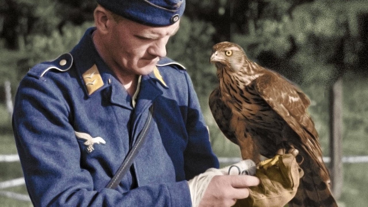 Animals at War: Wild Heroes of World War II