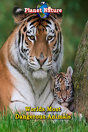 World's Most Dangerous Animals