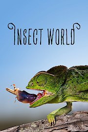 Insect World