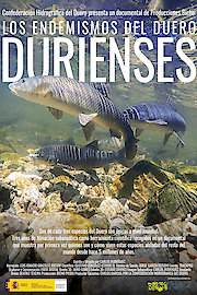 Durienses