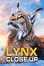 Lynx - Close Up