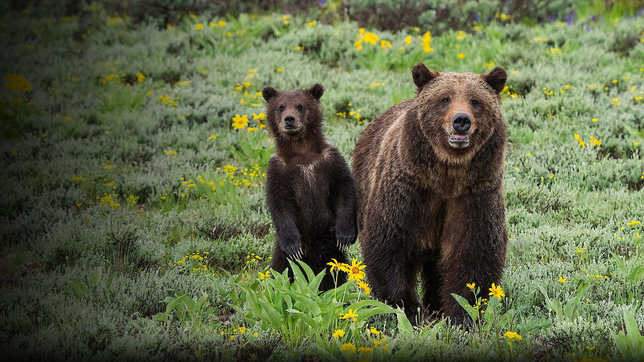 Grizzly 399: Queen of the Tetons