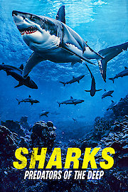 Sharks: Predator of the Deep
