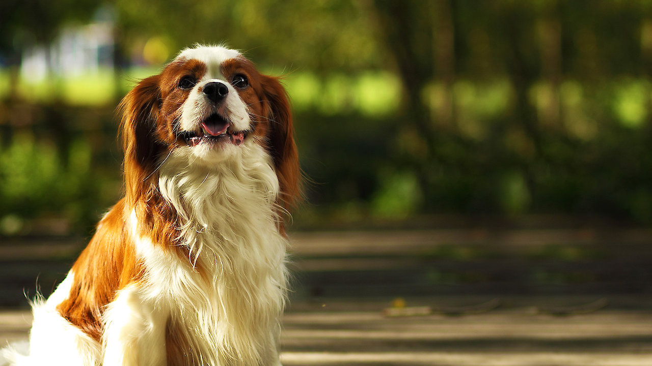 Loves Promise - Lily