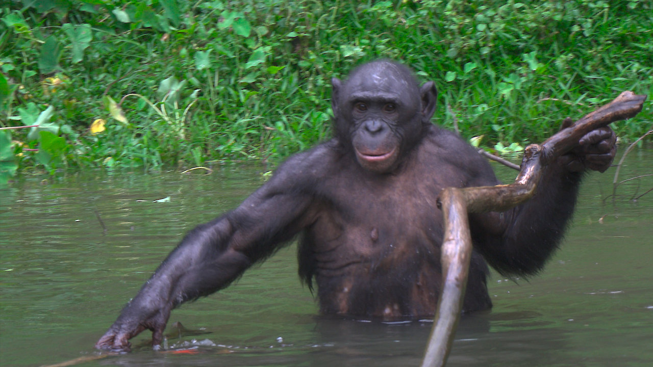 Humans and Other Animals