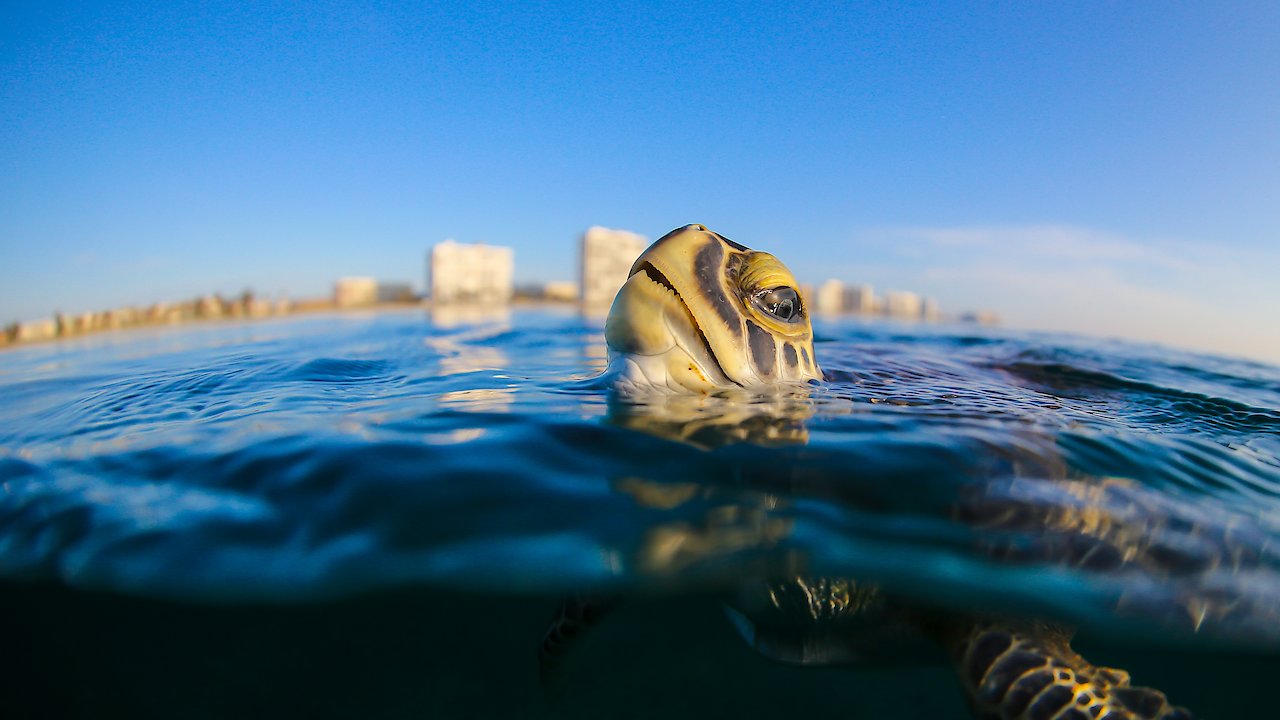 Troubled Waters, a turtle's tale.