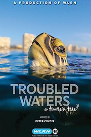 Troubled Waters, a turtle's tale.