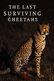 The Last Surviving Cheetahs