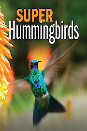 Super Hummingbirds