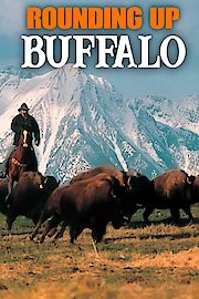 Rounding Up Buffalo