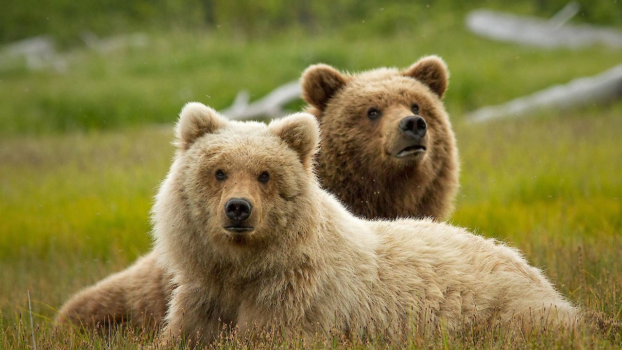 Disneynature Bears res