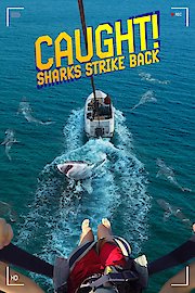Caught! Sharks Strike Back
