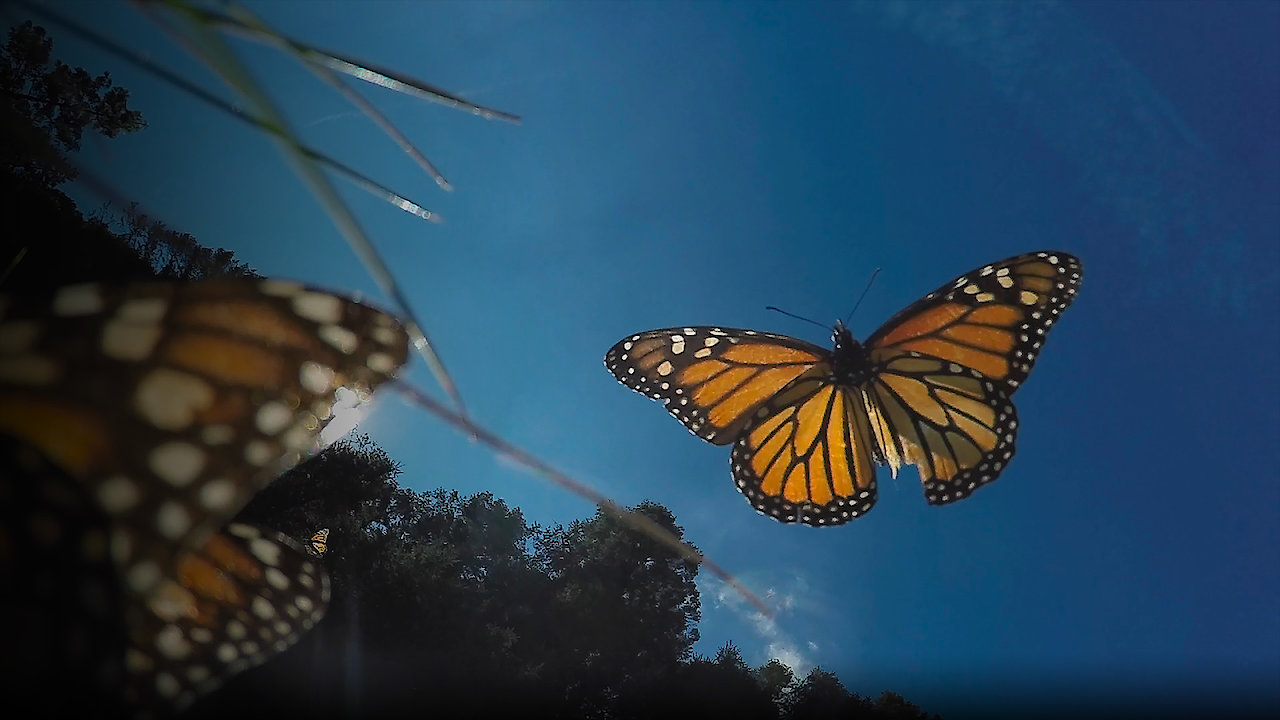 Butterfly Blueprints