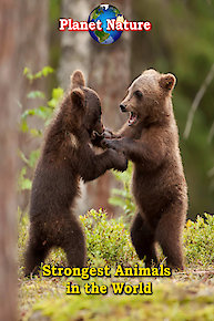 The Blackwell Ghost 4