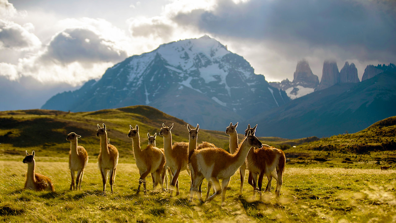 Epic Animal Migrations: Patagonia
