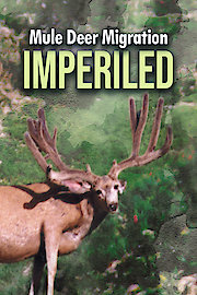 Imperiled: Mule Deer Migration