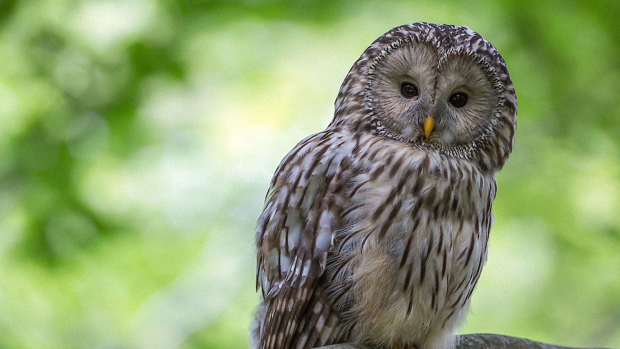 Fearless Queen of the Night