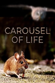Carousel of Life
