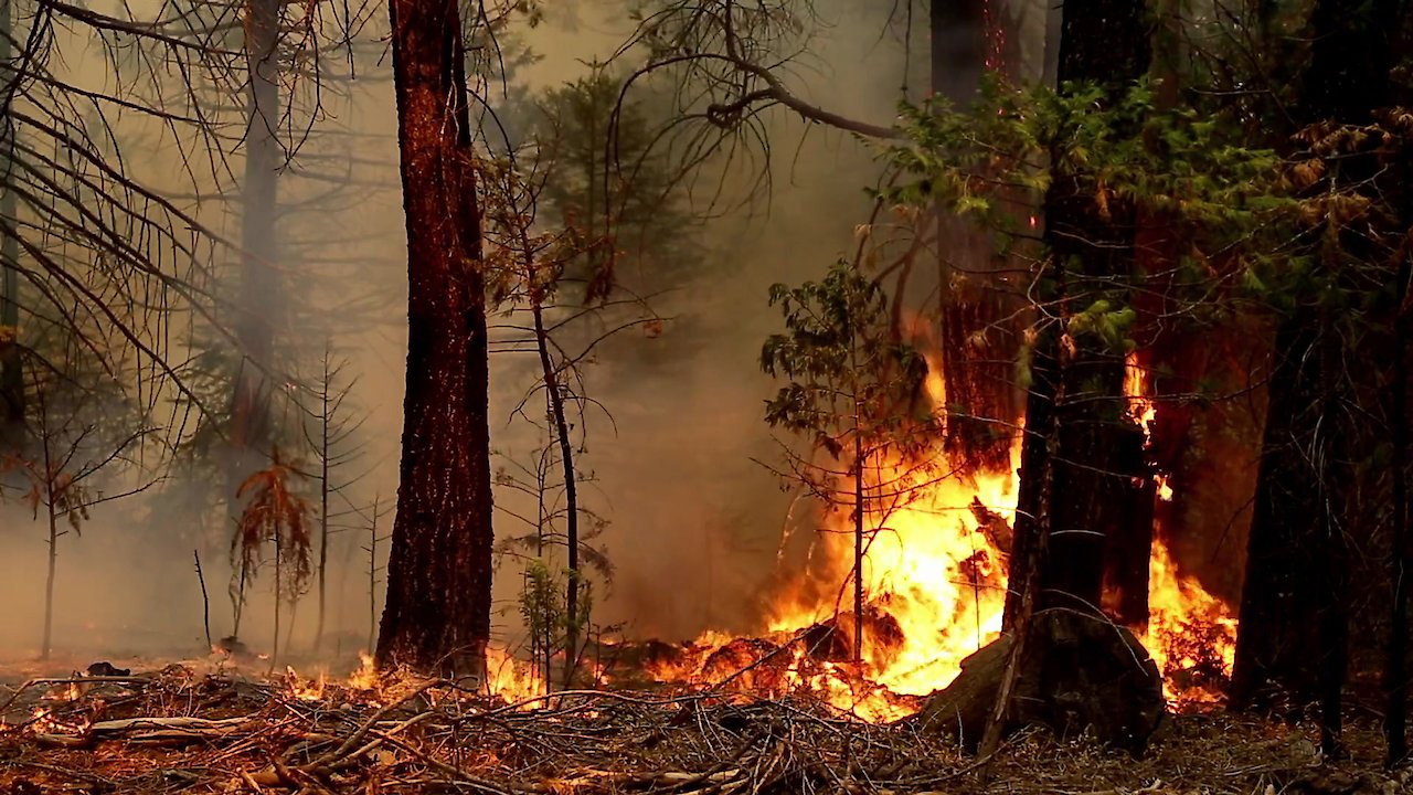 Seasons of the Forest