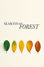 Seasons of the Forest