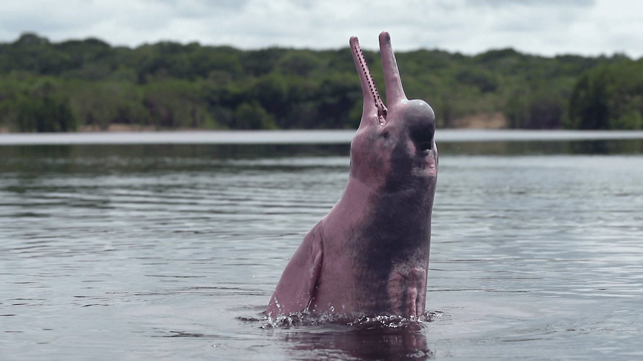 The Mystery of the Pink Dolphin