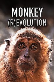 Monkey REvolution