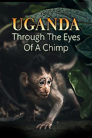 Uganda Through the Eyes of a Chimp