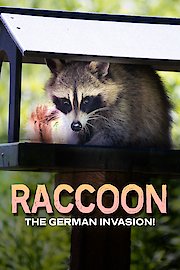 Raccoon The German Invasion