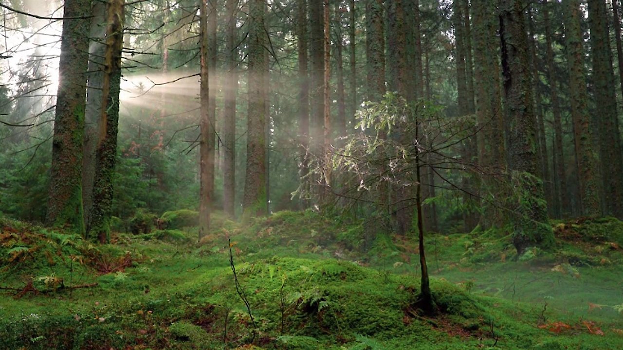 Zen Nature: Tiny Crickets in a Forest