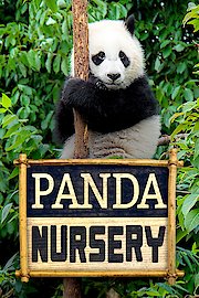 Panda Nursery