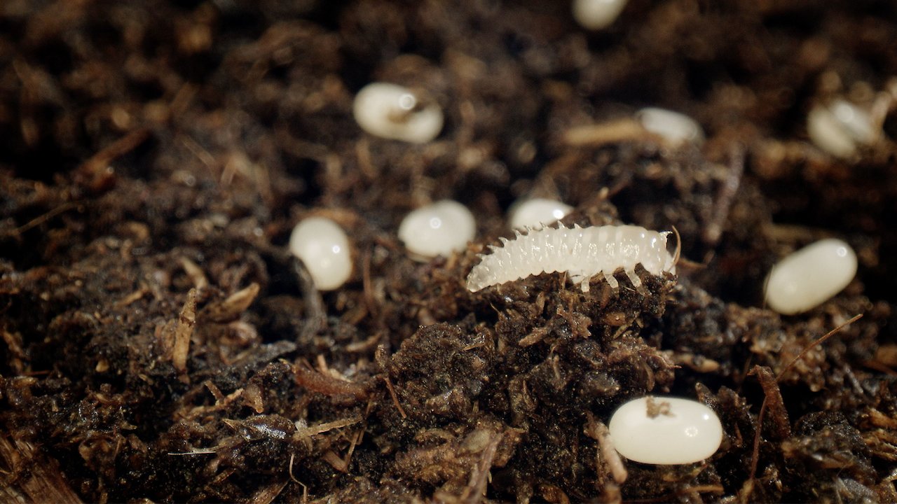 Banquet of the Beasts