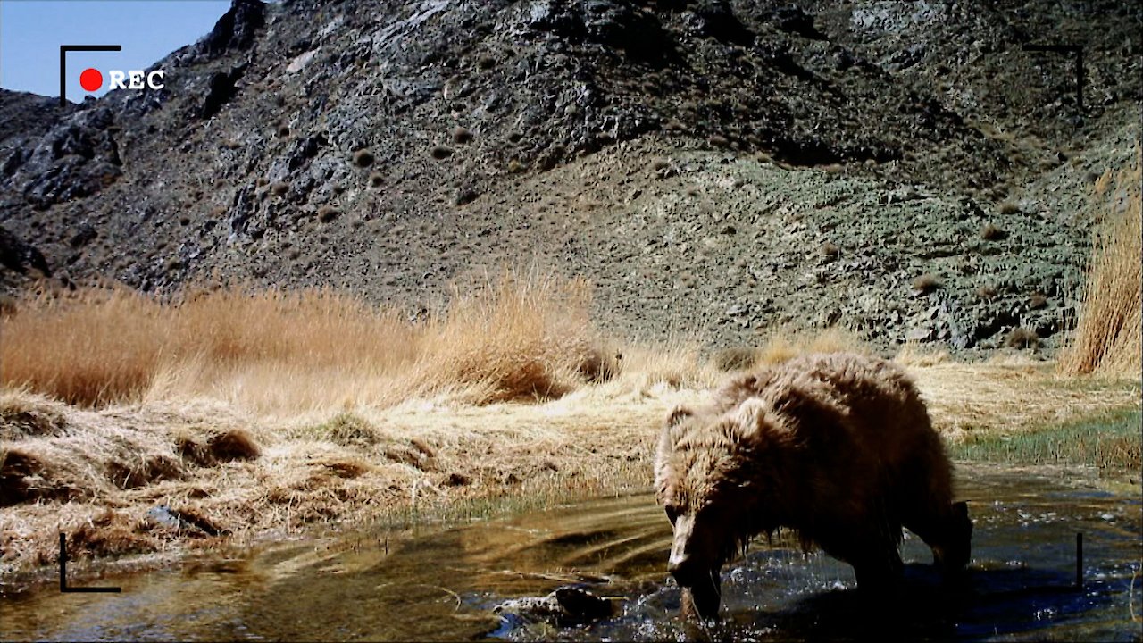 Tracing the Gobi Bear