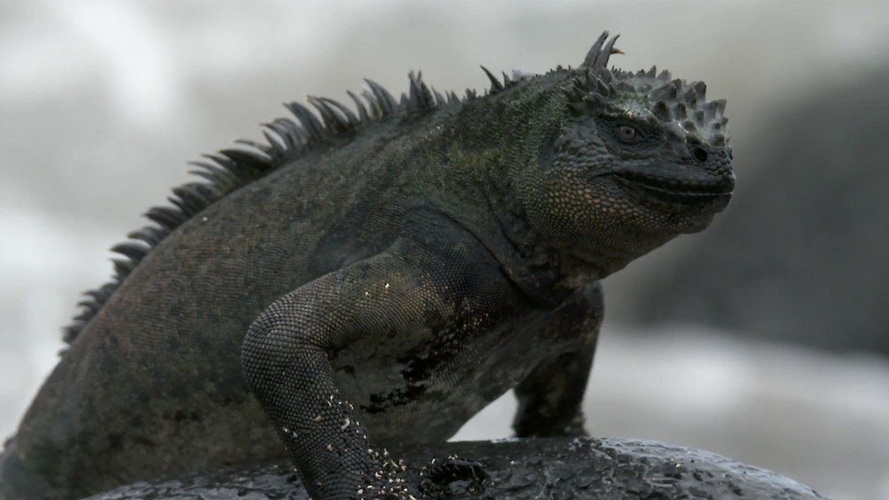 Coasts: Rolling with the Waves