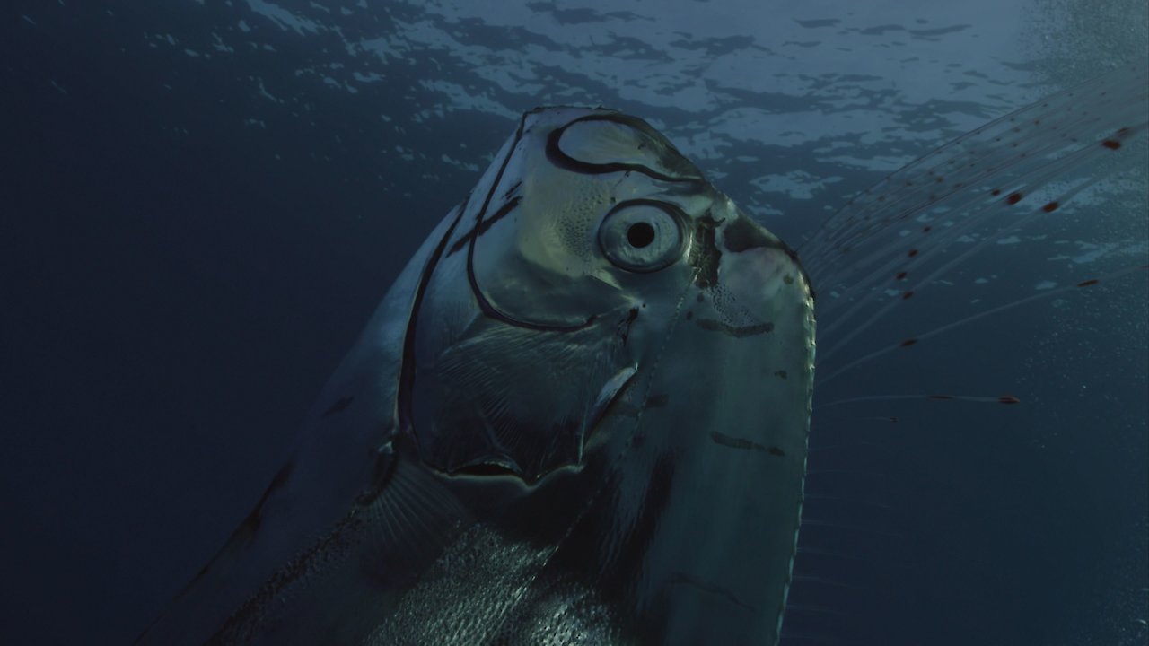 Giant Sea Serpent: Meet the Myth