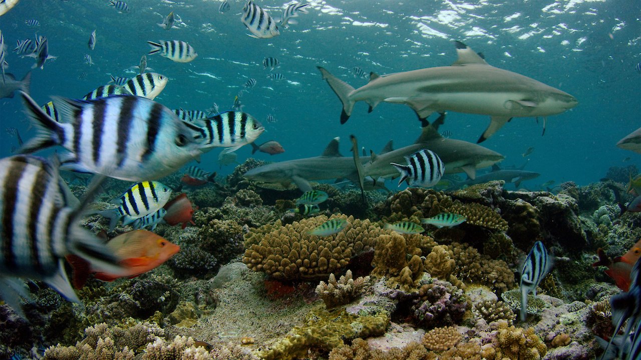 Wonder of the Great Barrier Reef with Iolo Williams