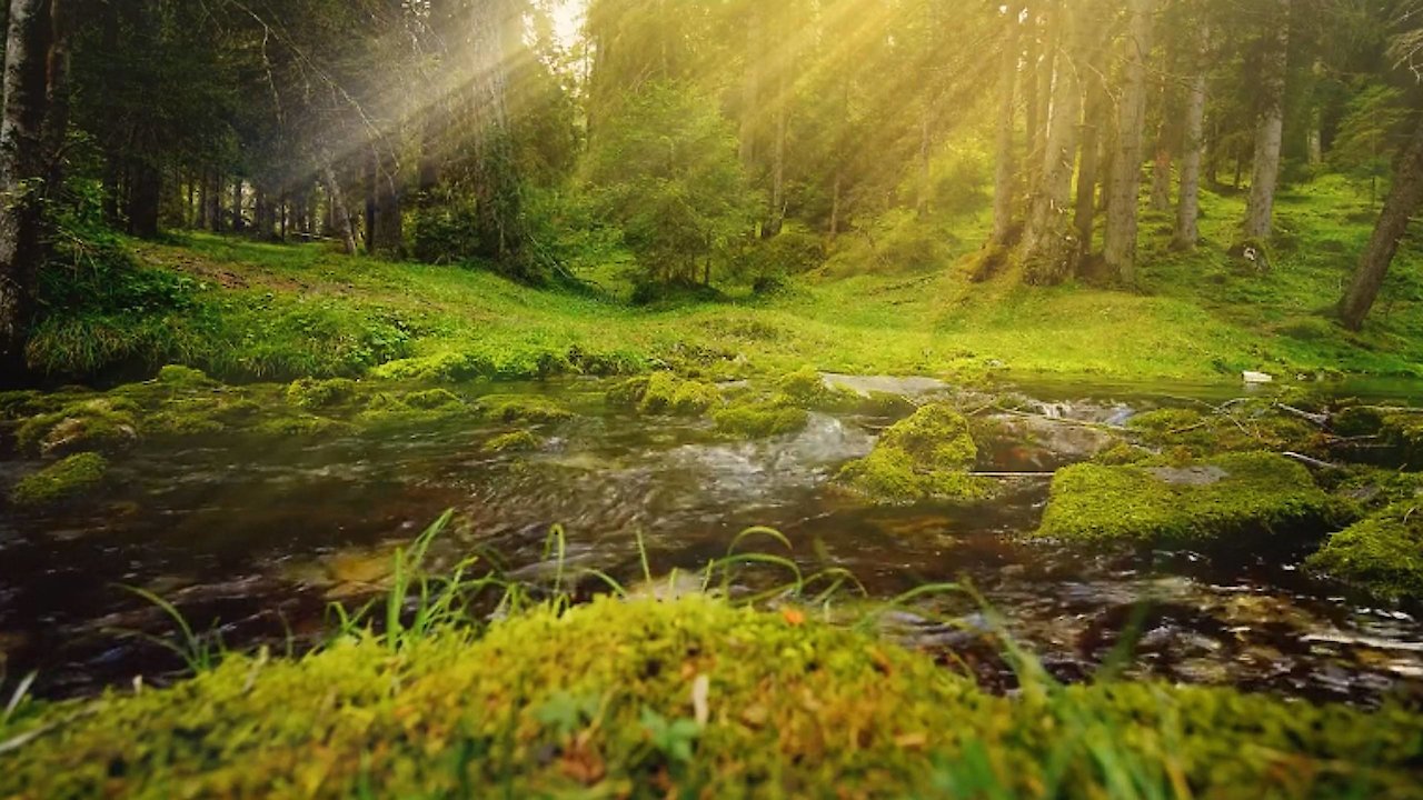 Zen Nature : My Secret Forest Stream