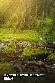 Zen Nature : My Secret Forest Stream