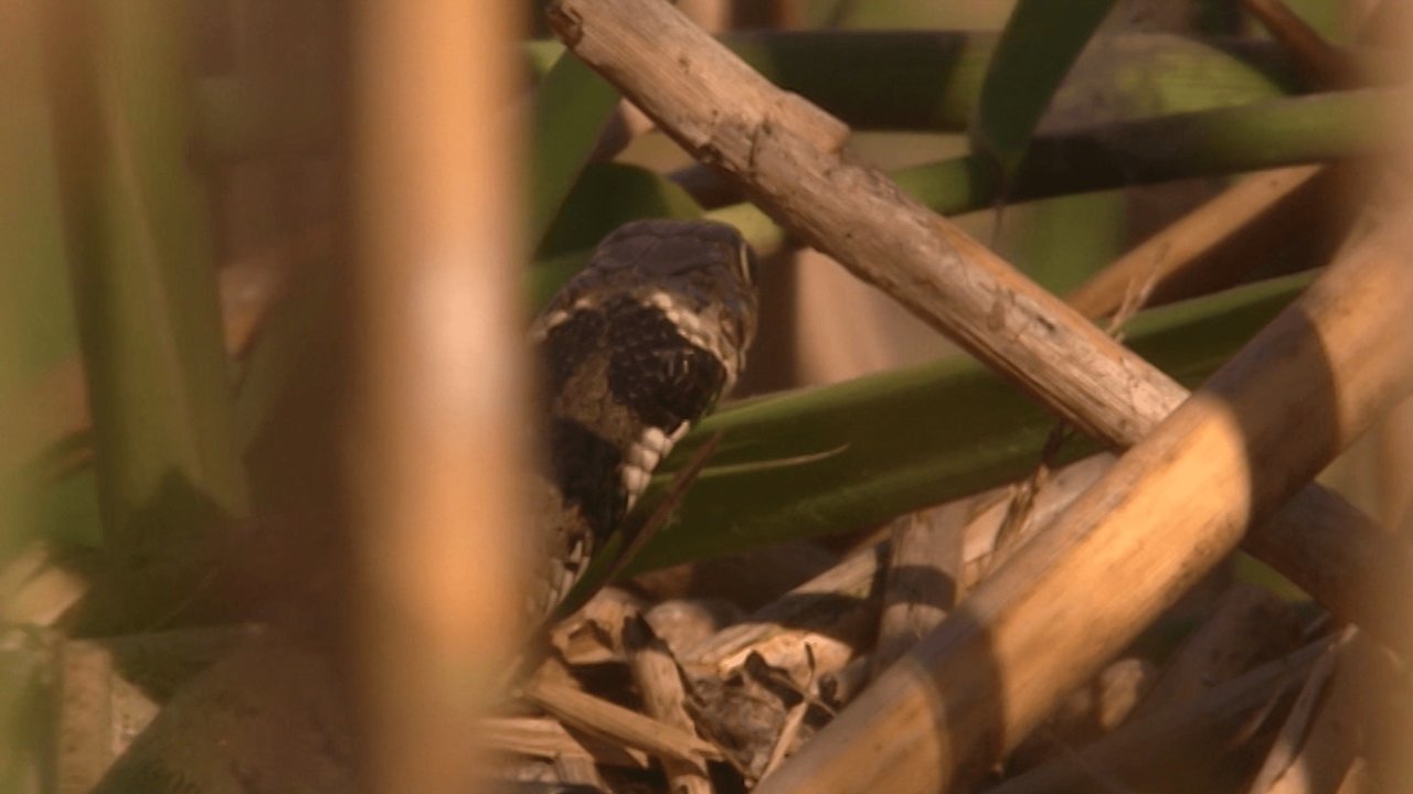 Life in the Reeds Where the Hunter Becomes the Hunted