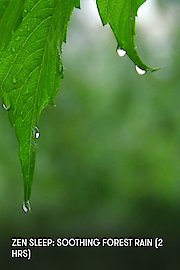 Zen Sleep: Soothing Forest Rain