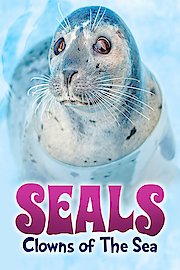Seals Clowns of the Sea