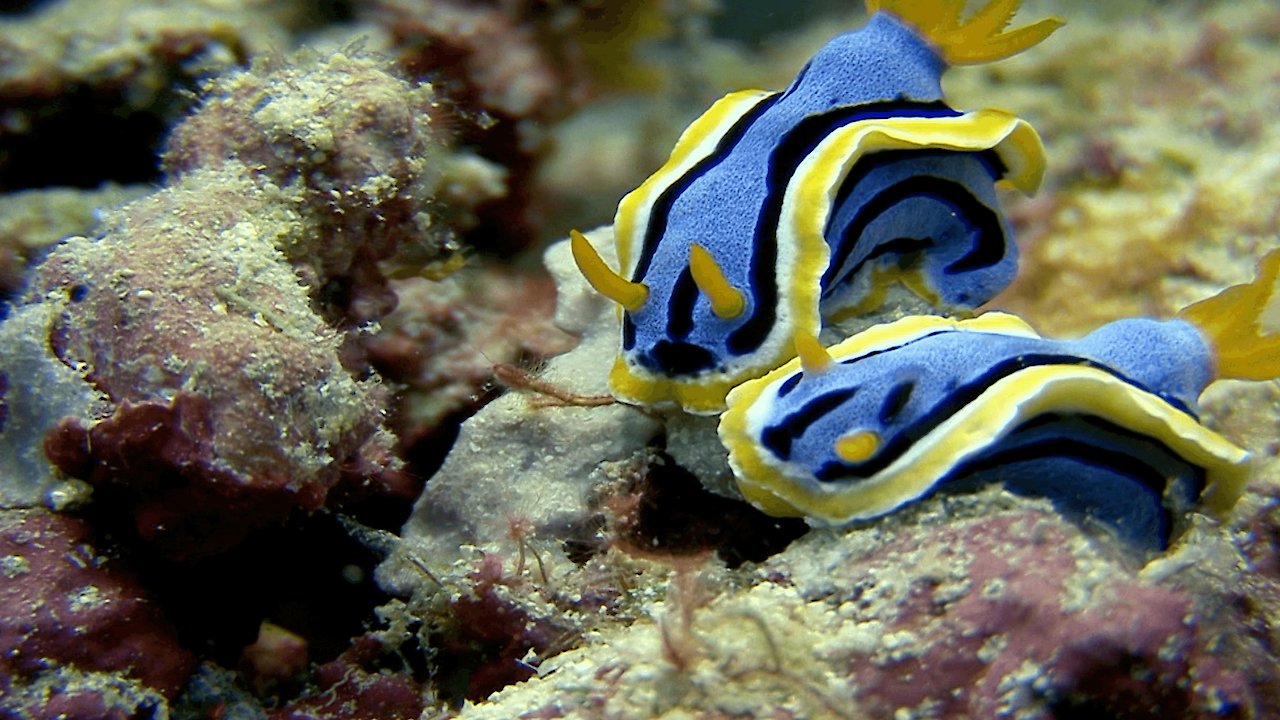 Secret World of Mollusks