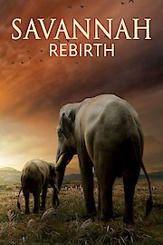 Savannah Rebirth
