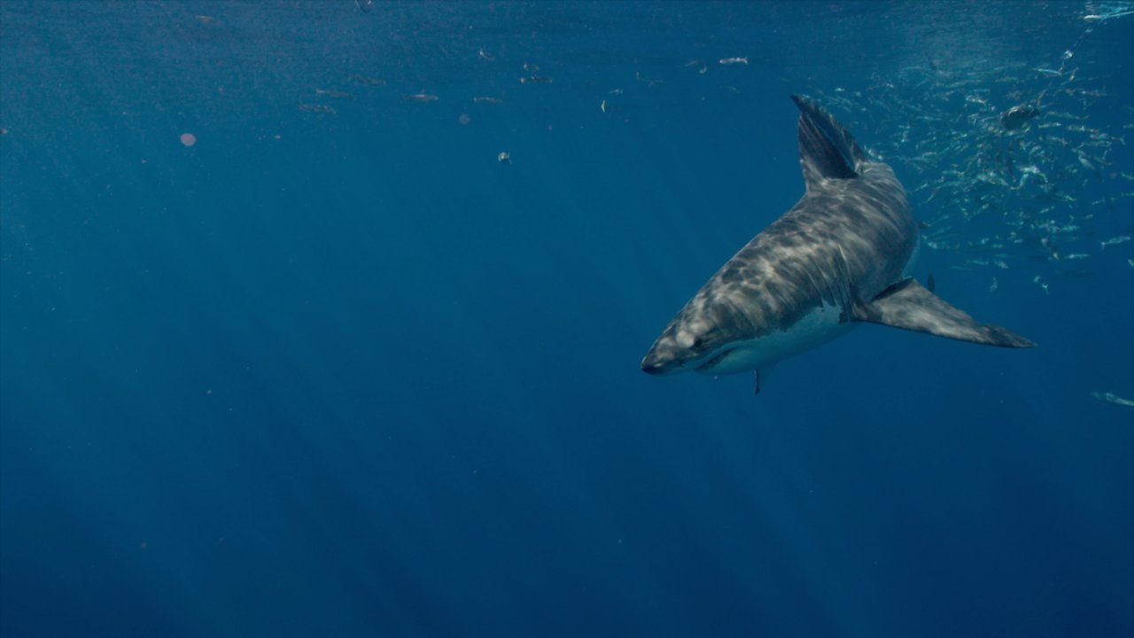Great White Shark New Perspectives on an Ancient Predator