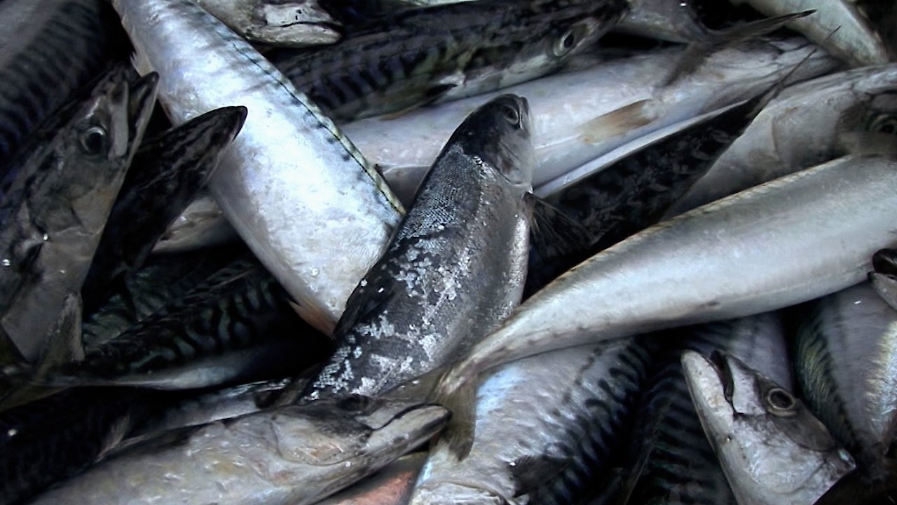 Atlantic Salmon Lost at Sea