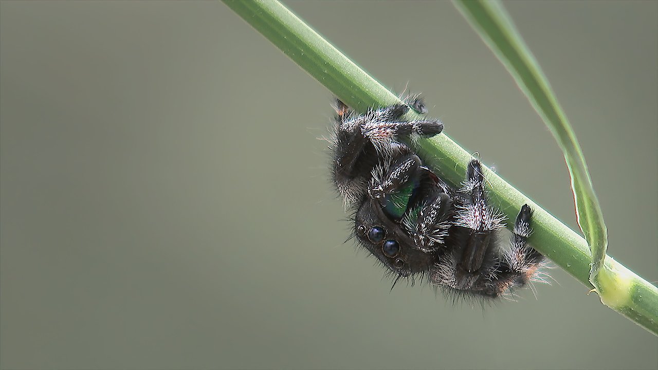 Little Matters Spiders