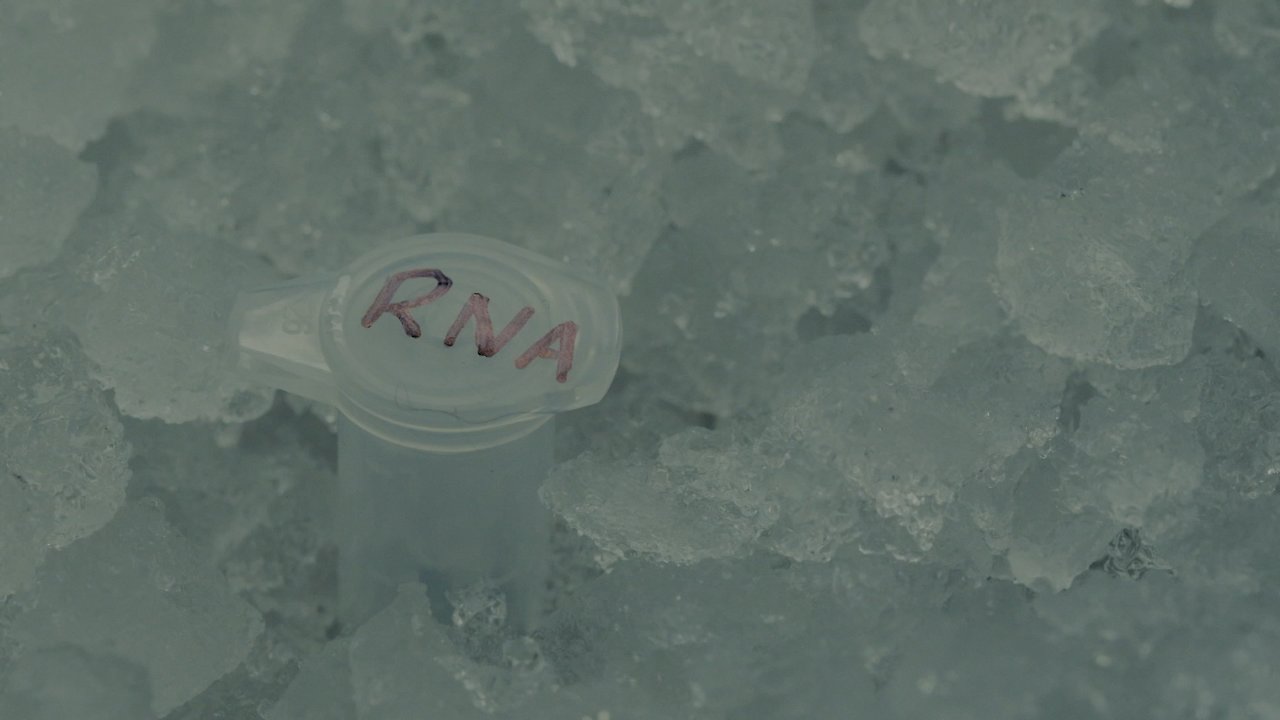 Messenger RNA Trailblazers