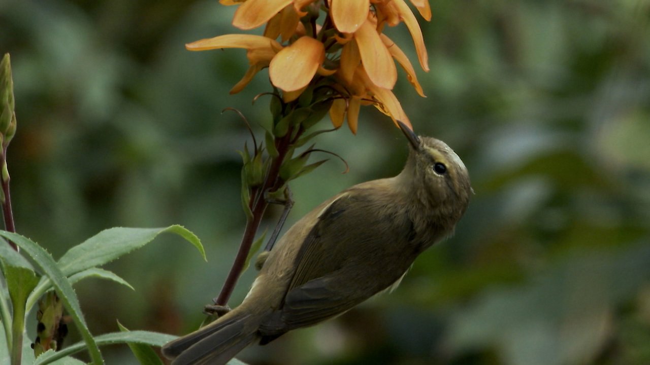 The Canary Islands - In the shadows of volcanoes